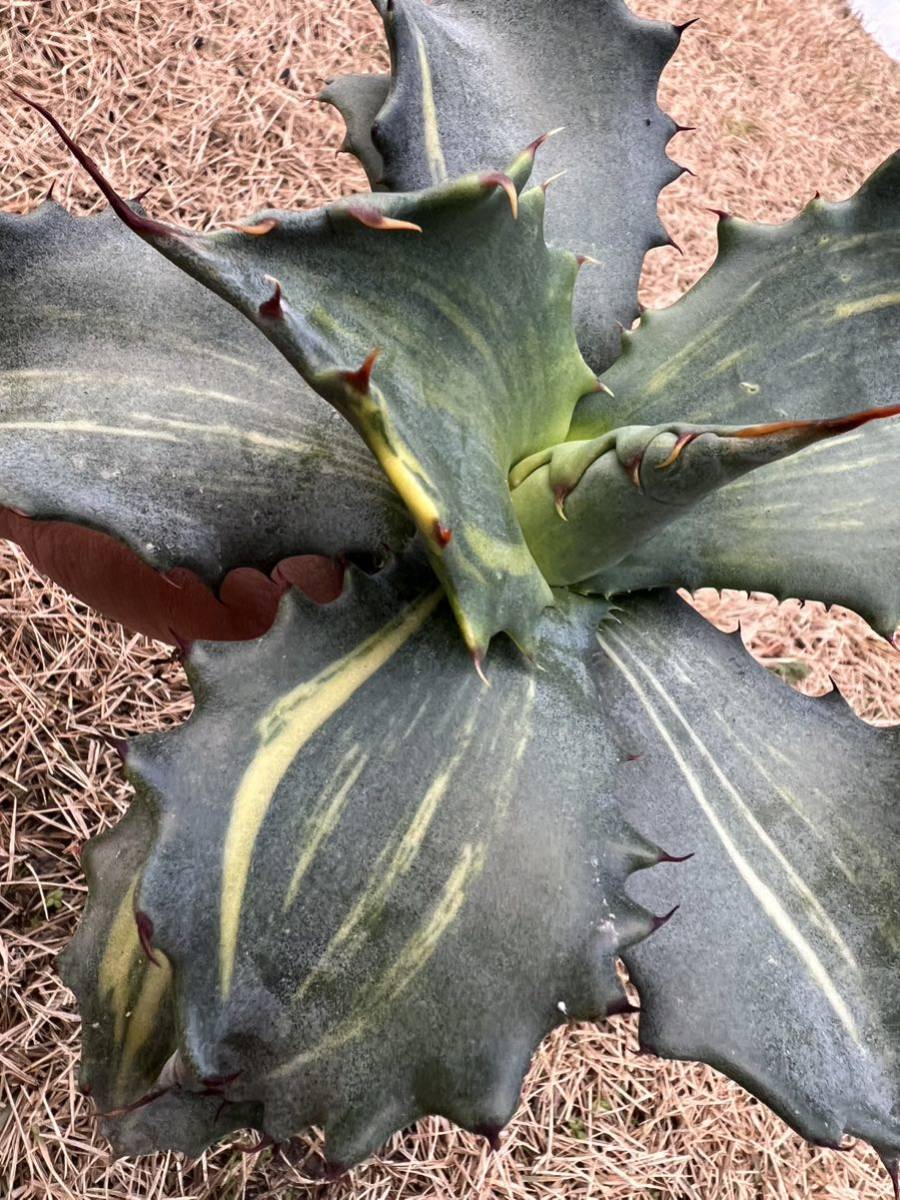 【農園直送】大サイズ　希少　アガベ フェロックス錦　縞斑　斑入り　極上斑　レア斑　Agave salmiana var.ferox variegata 送料無料　_画像2