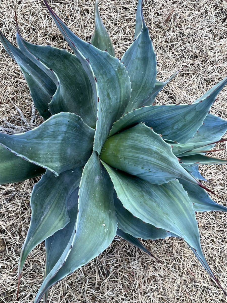 【農園直送】超特大サイズ　AGAVE アガベ　カメオ　オバティフォリア　斑入り　極上斑　希少　agave ovatifolia cameo 特選優良強棘株　_画像2