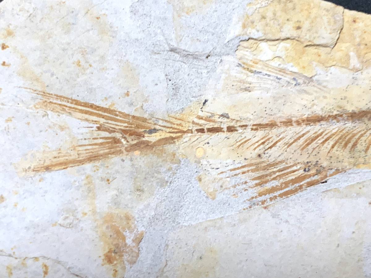 狼鰭魚（Lycoptera）化石・3-5・25g（中国産化石標本）_画像2