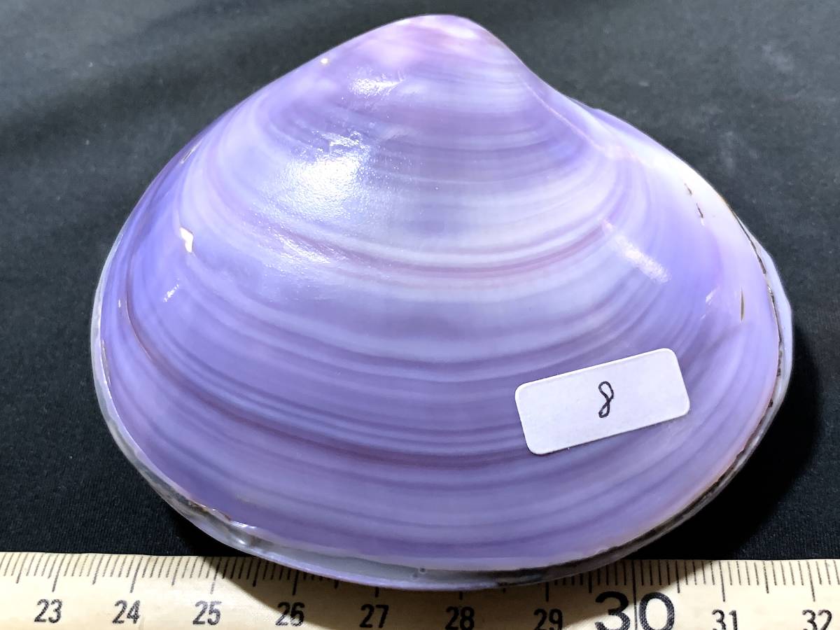 紫蛤・8・46g（貝殻標本）_画像3