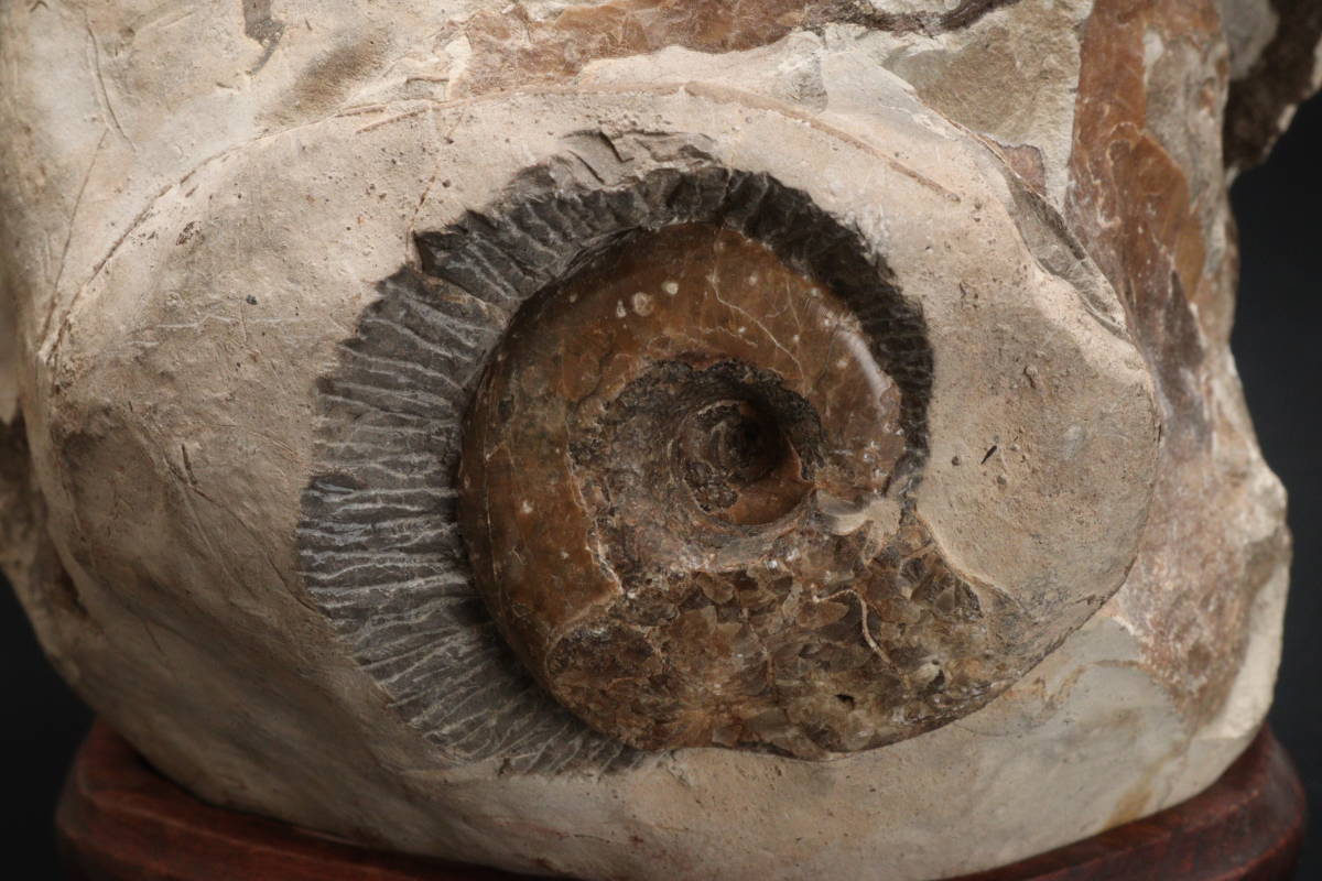 M アンモナイト 化石 重量4.9kg 台座付_画像8