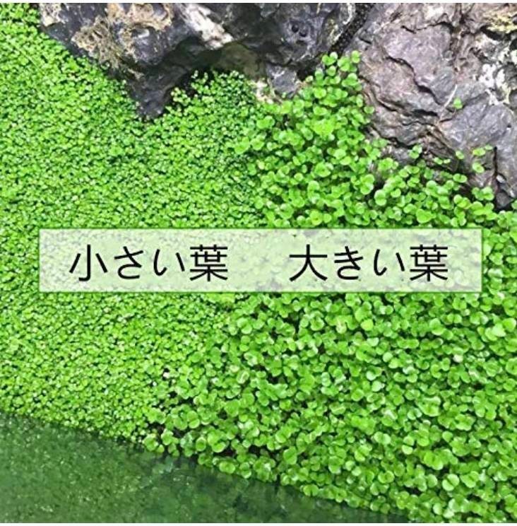 送料無料！ 種から育てる水草 アクアリウム 水草の種 小さい葉10gの画像3
