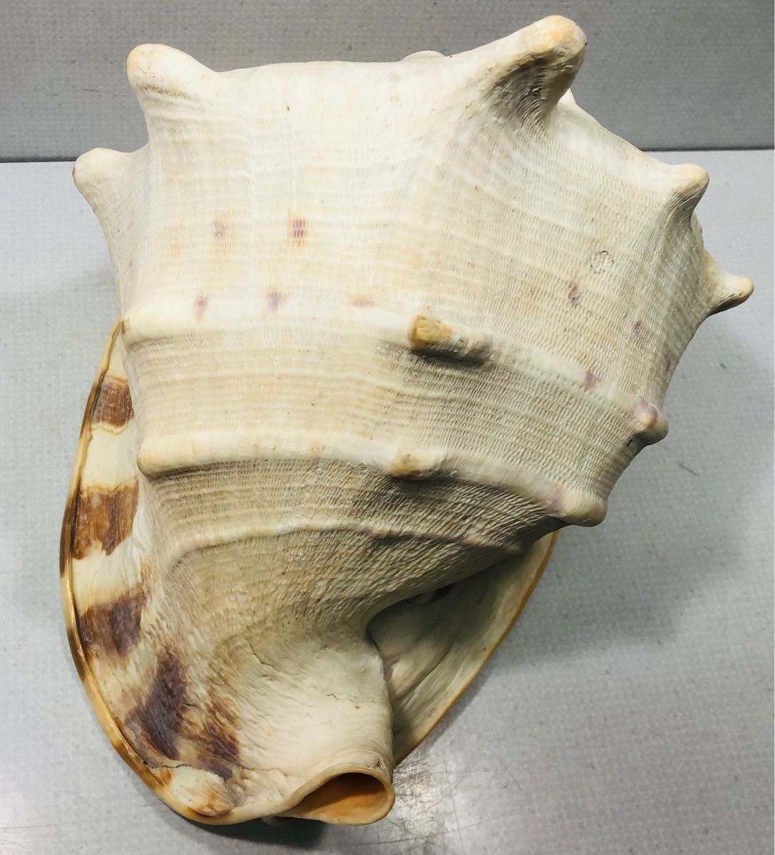 貝殻 標本 トウカムリガイ 唐冠貝 きれい 千年貝 インテリアに 貝殻 標本 トウカムリガイ 唐冠貝 きれい 千年貝 インテリアに