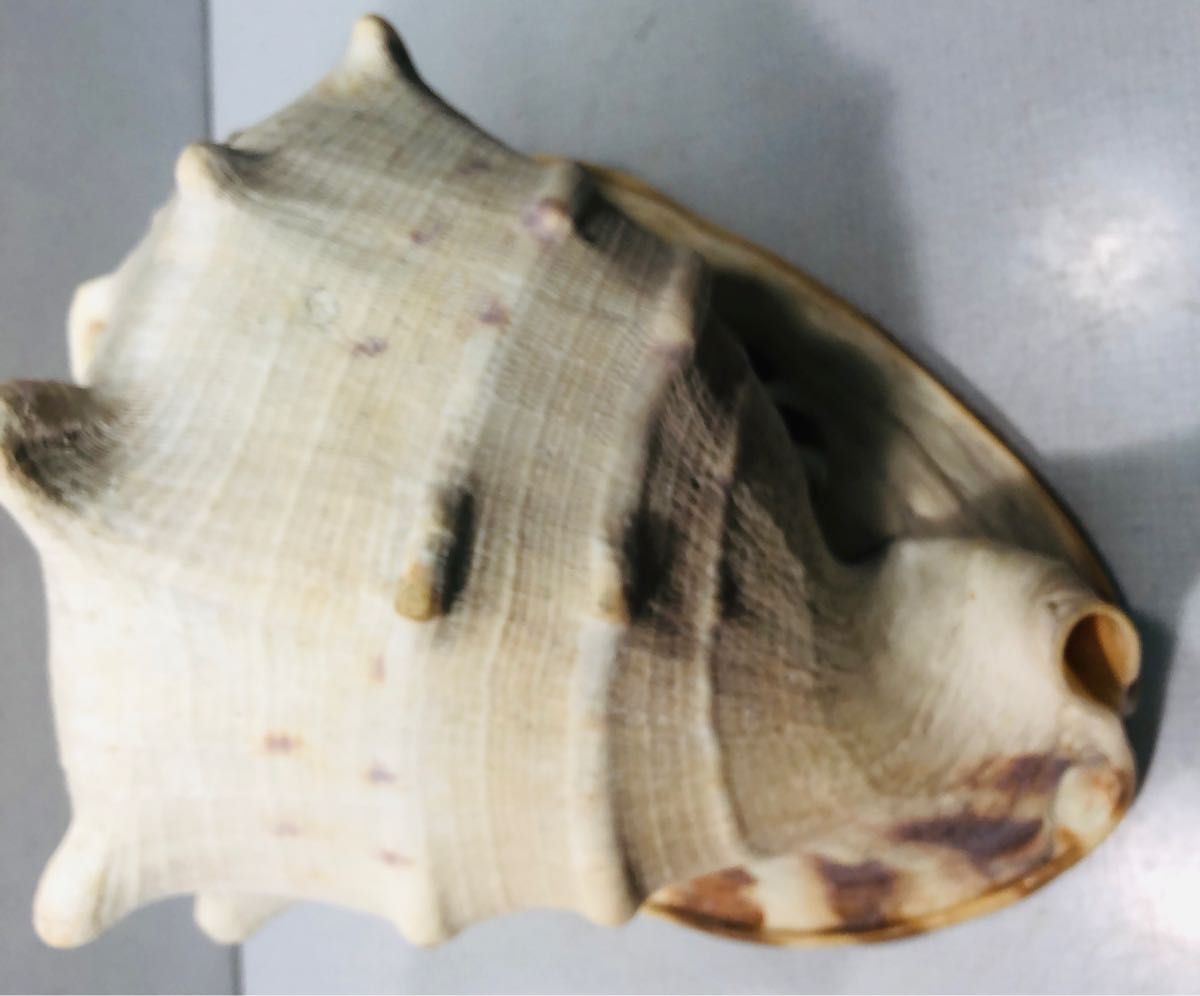 貝殻　標本　トウカムリガイ　唐冠貝　きれい　千年貝　インテリアに　オブジェ
