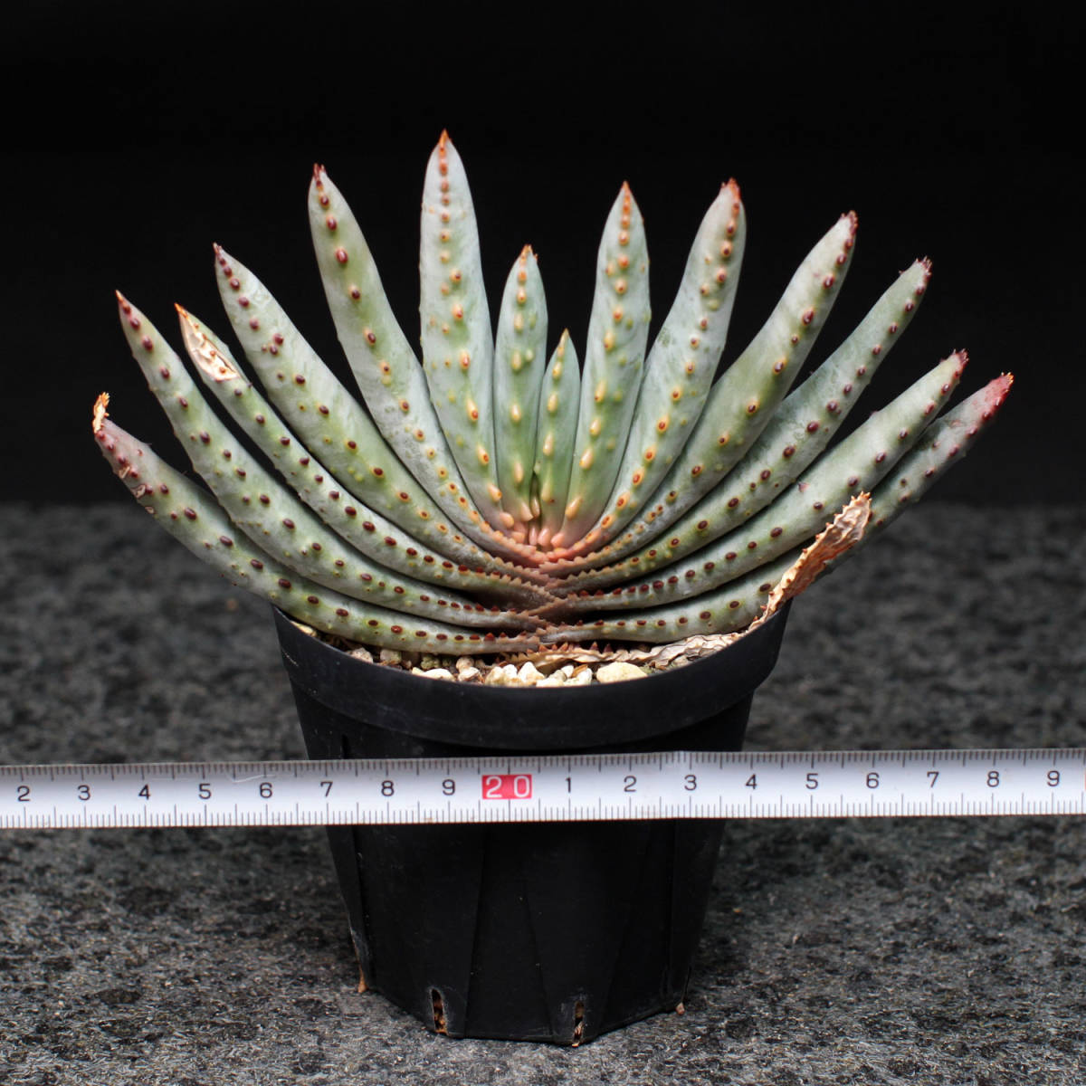 アロエ コンプレッサ シストフィラ aloe compressa v.schistophila_画像3