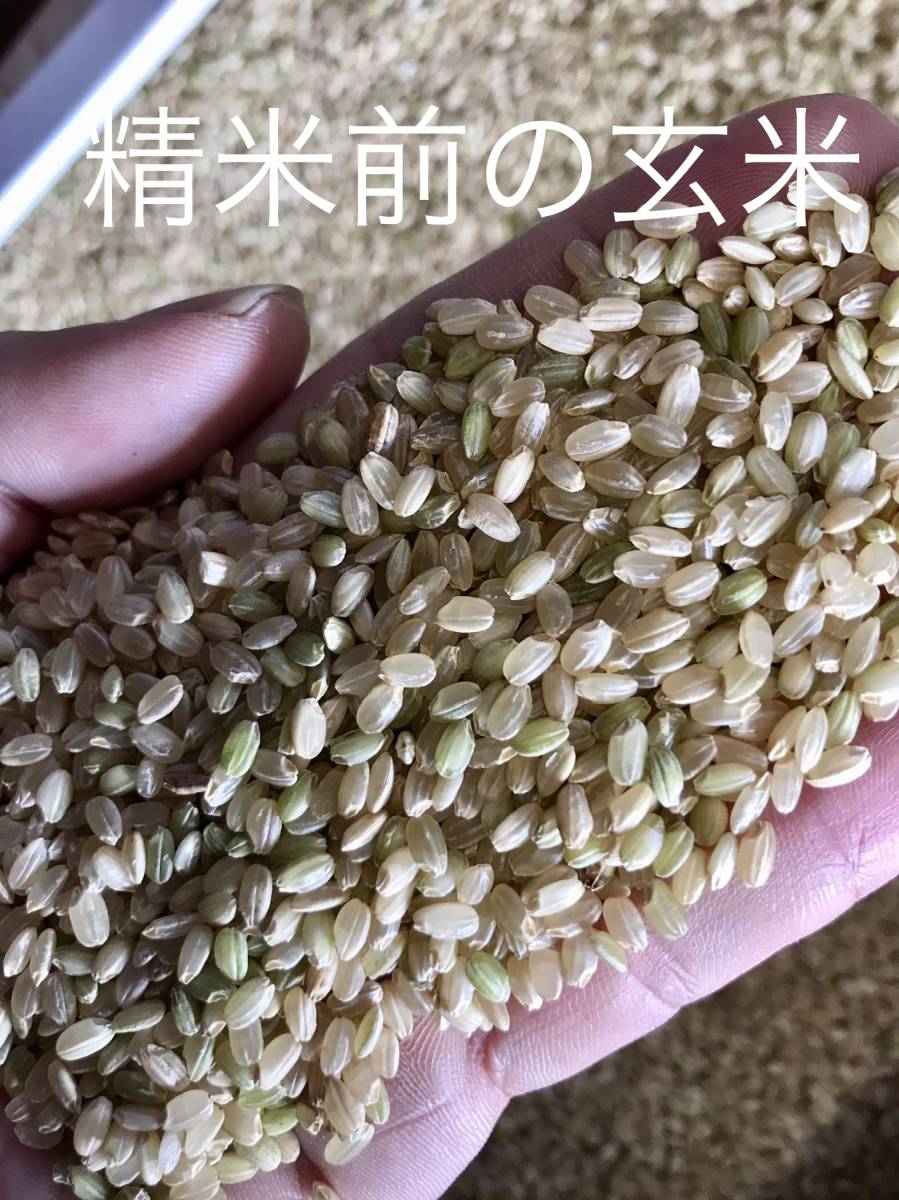 2023年産中米白米25キロ　滋賀県産　キヌヒカリコシヒカリ_玄米での品質