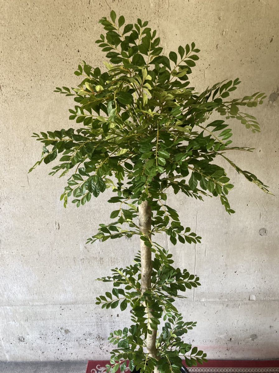 光触媒 人工観葉植物 ウォールグリーン フェイクグリーン トネリコ16466の画像9