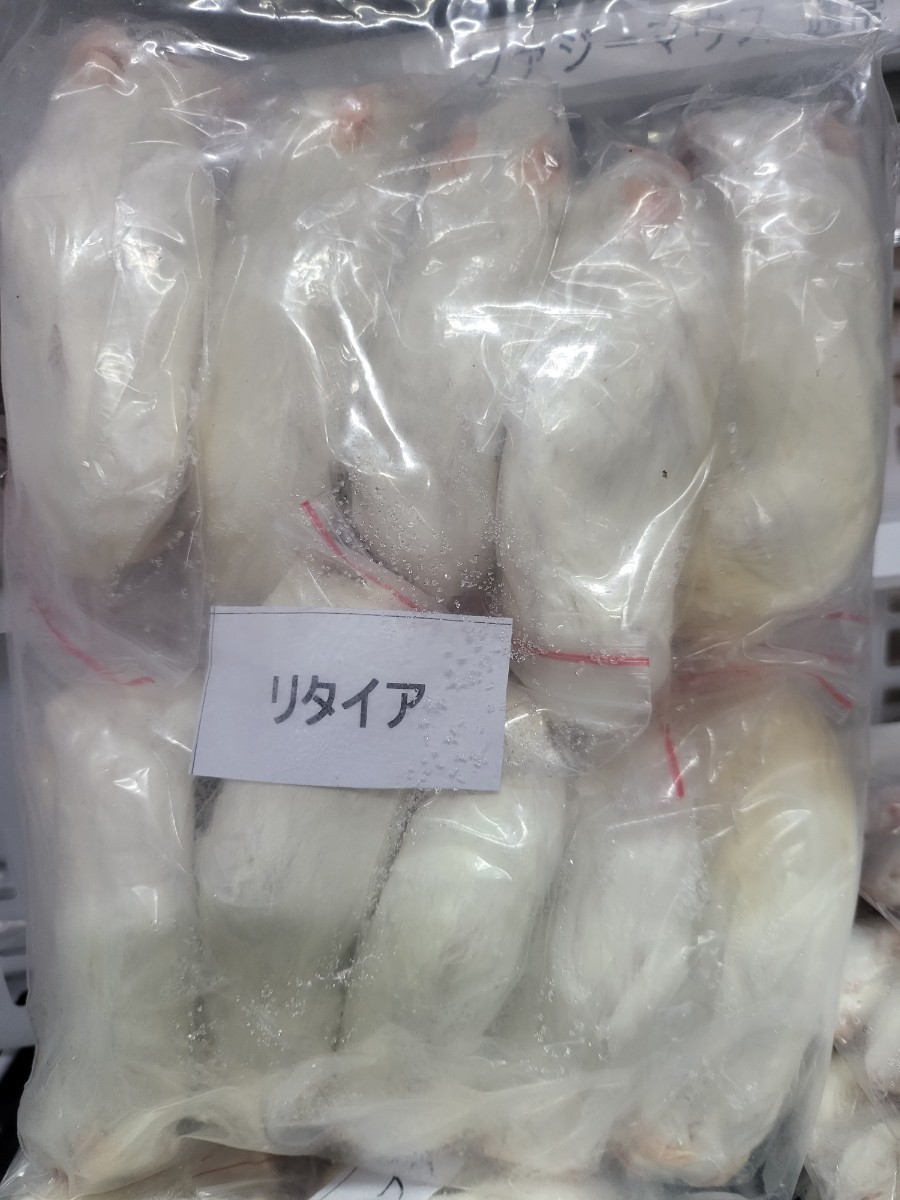 [ cool flight shipping * free shipping ] freezing li Thai a mouse 40 pcs 