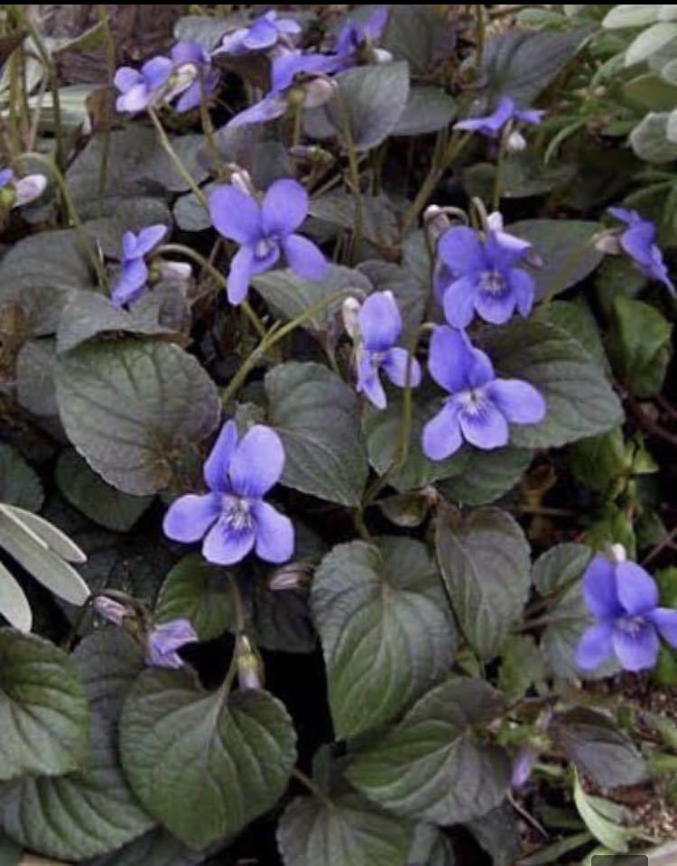 倍量に増量！花の種☆ビオラ　ラブラドリカ☆お花がない時も銅葉が綺麗☆寄せ植えにも素敵です☆10粒→20粒_画像1