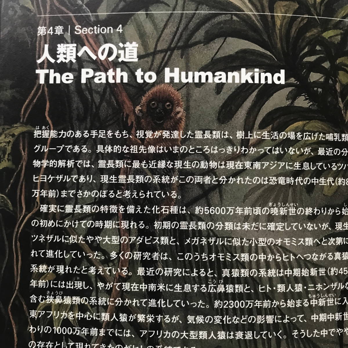 美品 送料無料！ 特別展 「生命大躍進」 脊椎動物のたどった道 ＮＨＫスペシャル ドキュメンタリー @国立科学博物館 恐竜 画集 作品集 図録_画像5