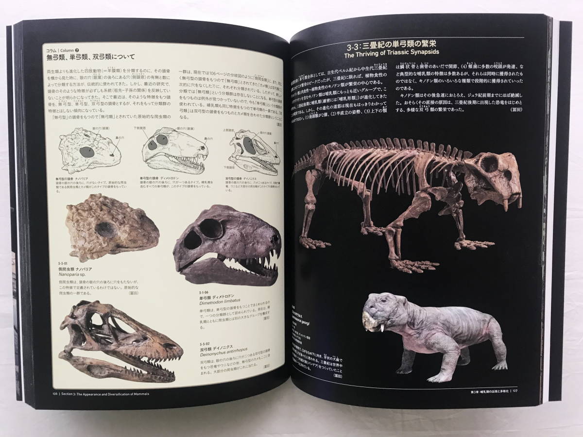 美品 送料無料 特別展 「生命大躍進」 脊椎動物のたどった道 美品 送料無料 特別展 「生命大躍進」 脊椎動物のたどった道
