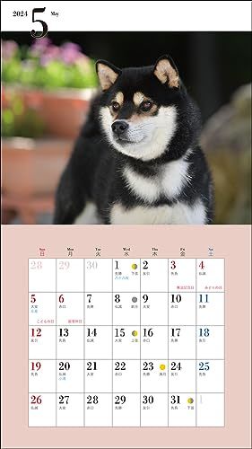 2024年カレンダー かわいい柴犬 (誠文堂新光社カレンダー)