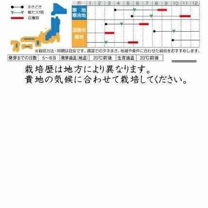 香りがひきたつ小ねぎ 緑秀 実咲シリーズ 923800_画像2