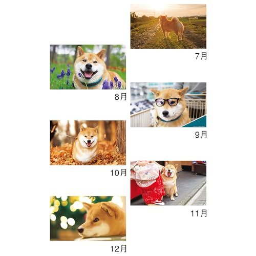新日本カレンダー 卓上 柴犬まるとおさんぽ 2024年 カレンダー CL24-0393_画像4