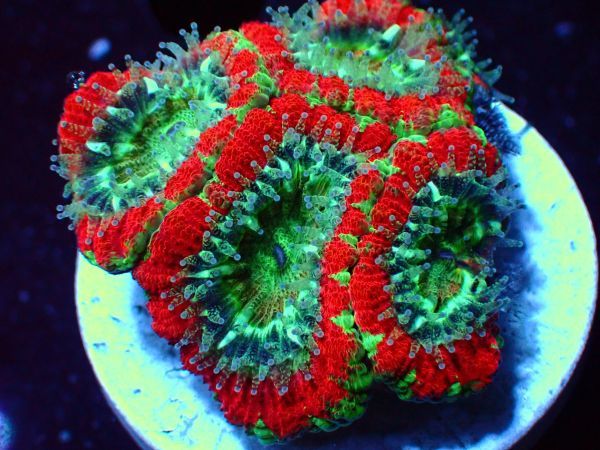 ＊利根川珊瑚店＊　カクオオトゲキクメイシ　★ ポリプ大きめ Red Green Acan 約5cm ★　1周年記念大感謝祭　＊ サンゴ / coral ＊　J31_画像1