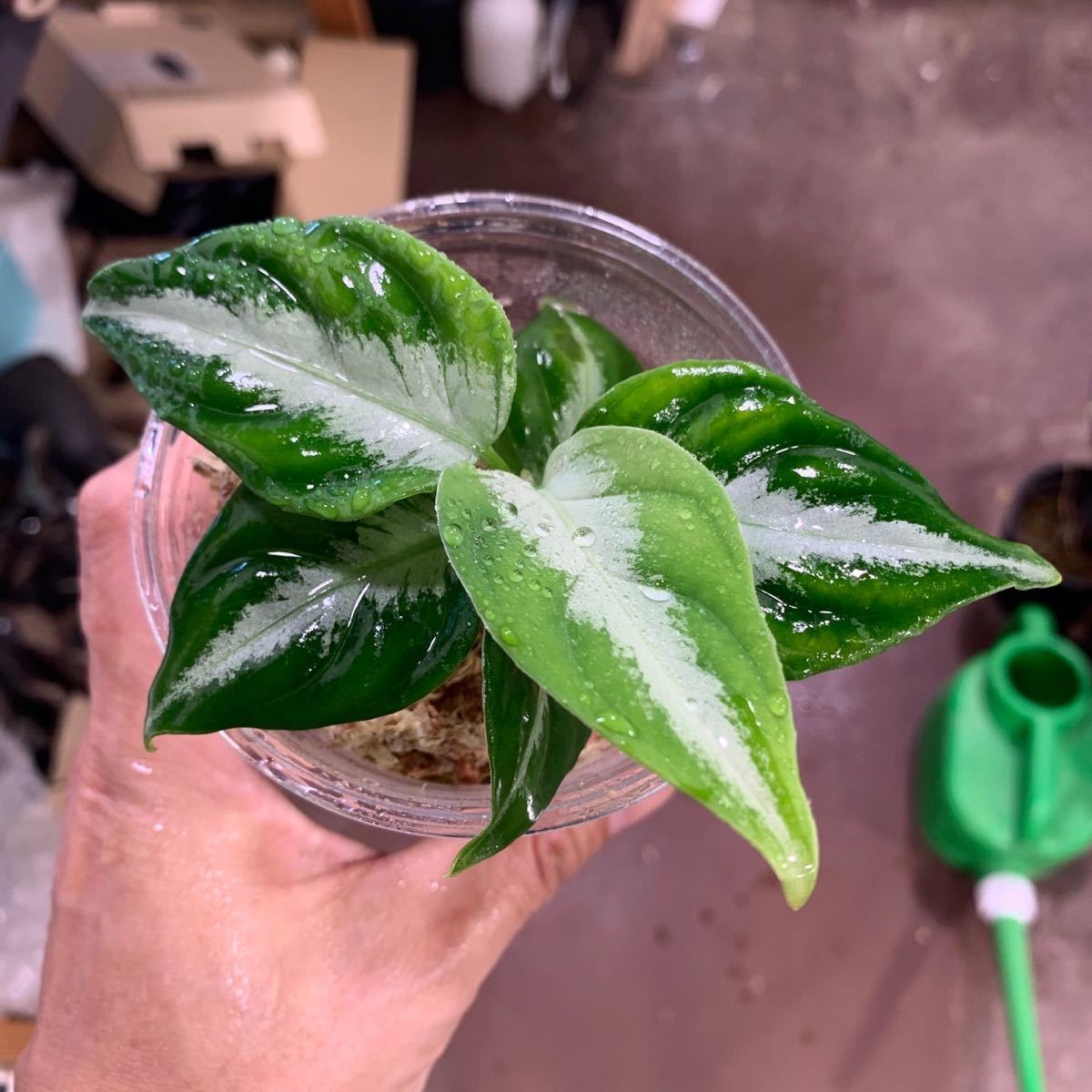 8 実生株 アグラオネマ ピクタム Aglaonema pictum tricolor 南スマトラワイルド採取_画像1