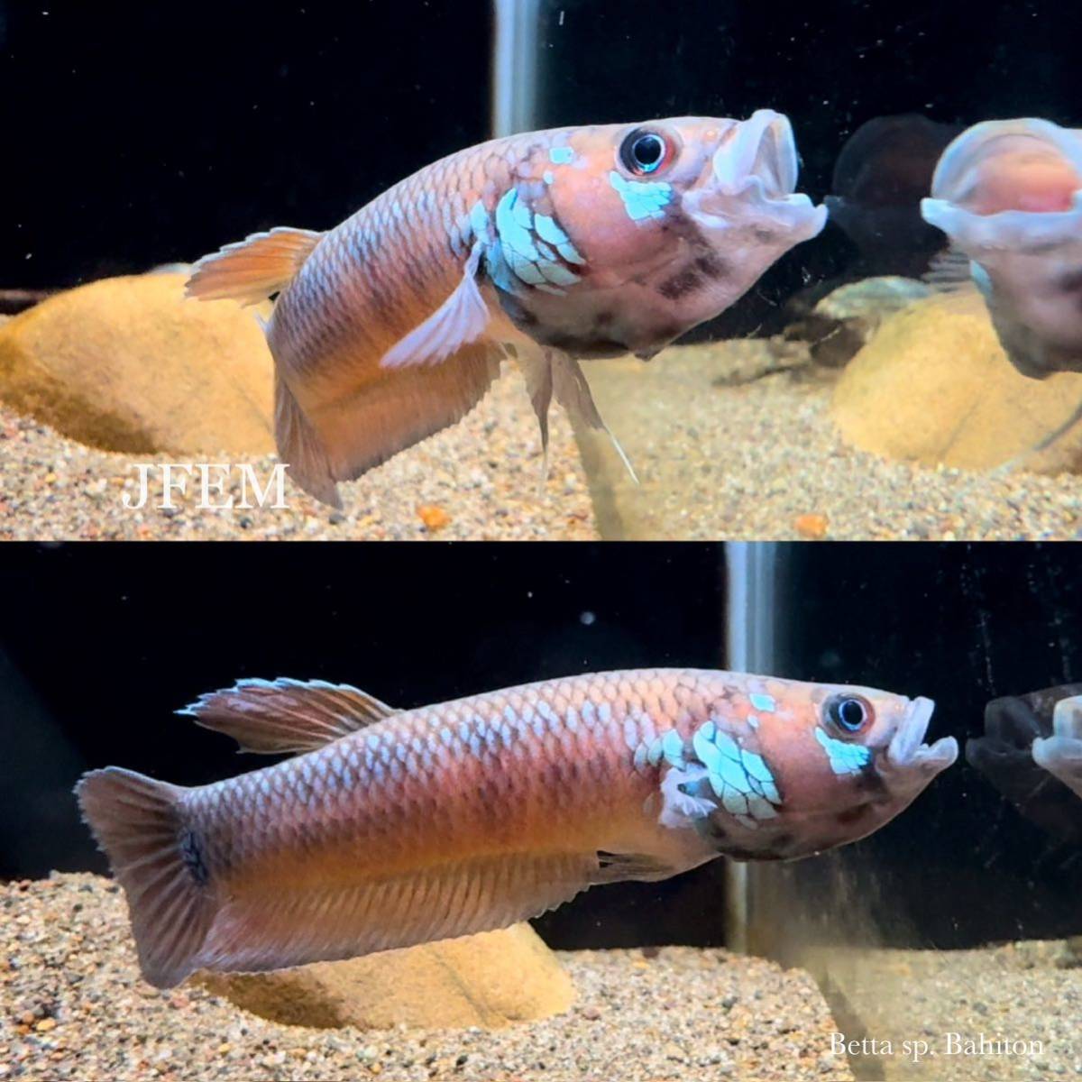  largish betta cf. Paris fina~bahi ton ~ Betta cf. pallifina *Bahiton~ / JFEM Jeff .m pair 01