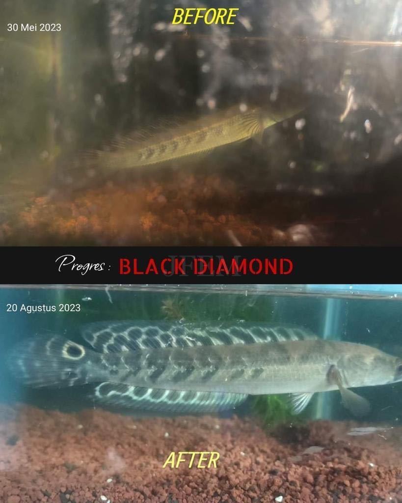 Black Diamond ブラックダイヤモンド 20g 1mm / 飾り鱗を増やす！ / メラニン色素増強 サプリメント/ JFEM ジェフェムの画像3