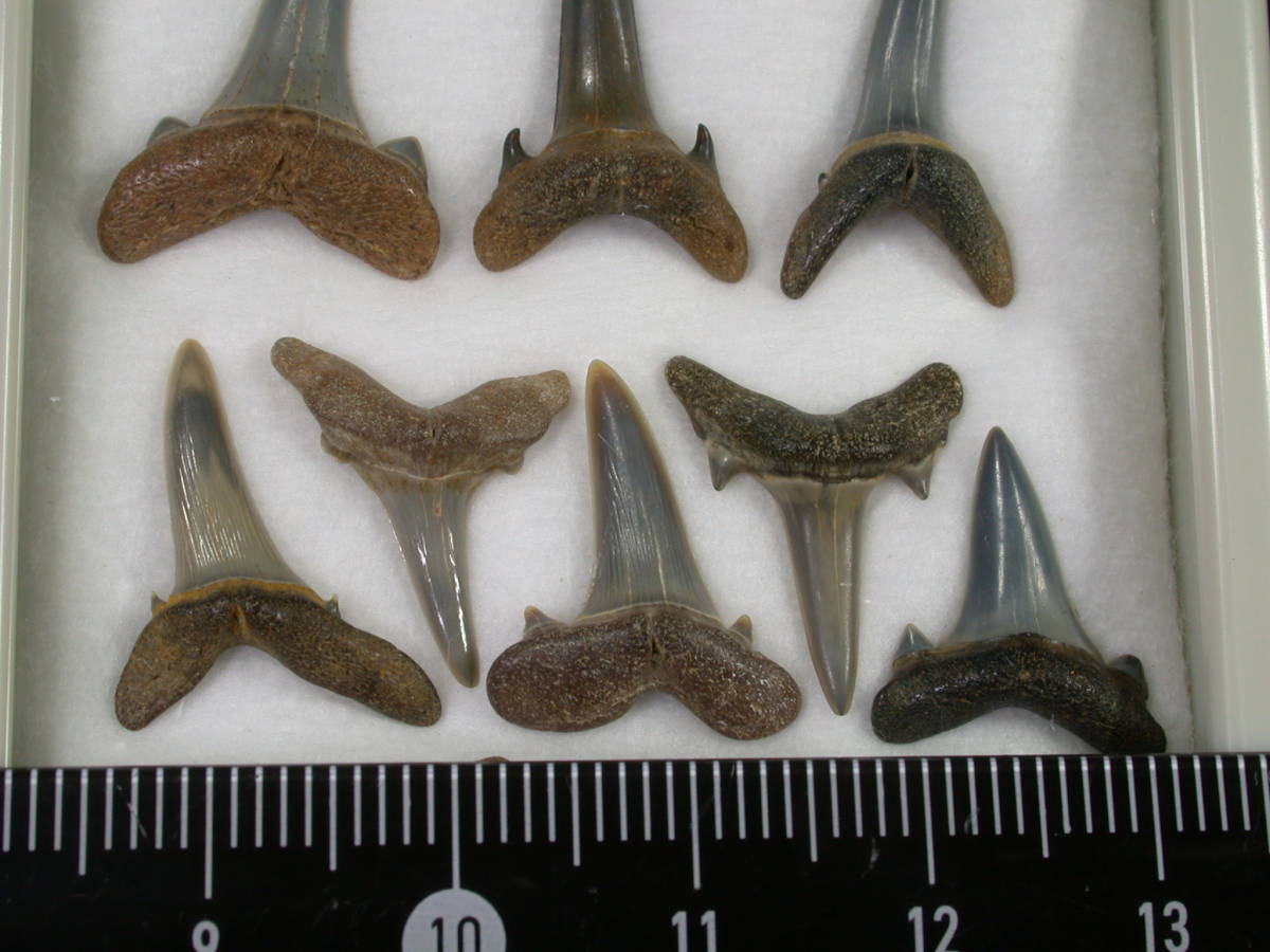 サメの歯　セット　ベルギー産　始新世（Lutetian）　＃２