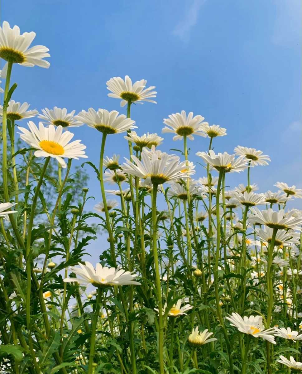 切花できるフランス菊の種50粒_画像3