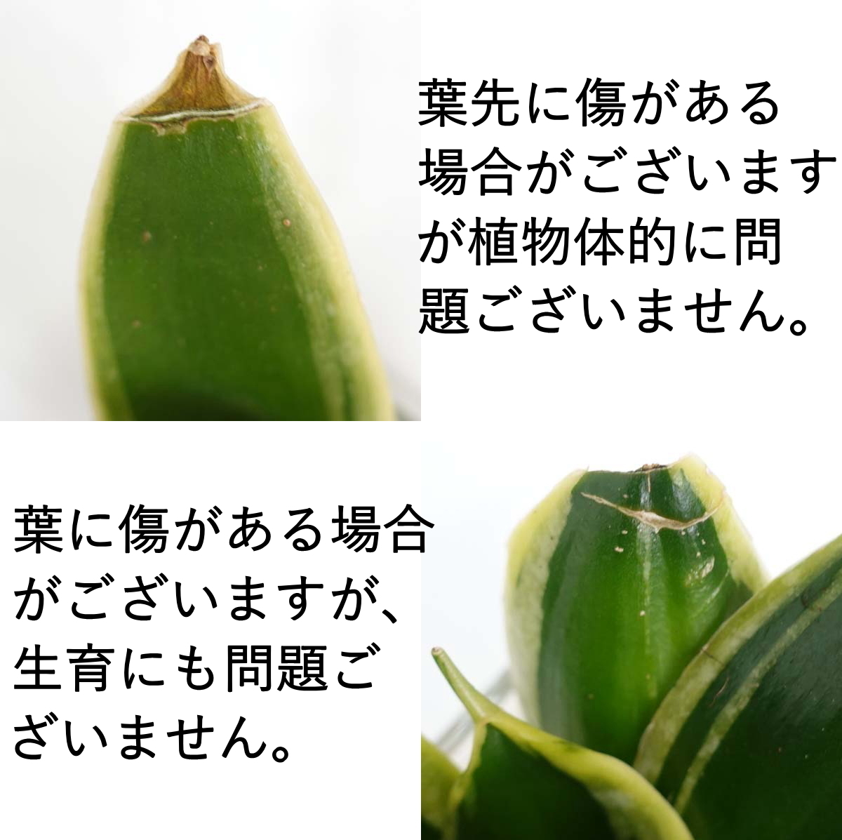 土を使わず清潔感あるゼオライト植えのミニ観葉植物 Aタイプ パキラ＆サンスベリア 2鉢セット 送料無料 ハイドロカルチャー_画像8