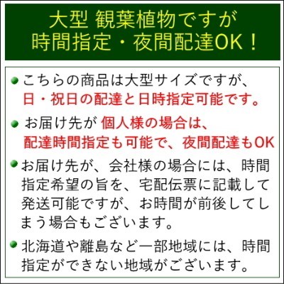 観葉植物　ストレリチア（ストレチア） レギネ ８号 ホワイトスクエア陶器鉢 ストレート 送料無料_画像2