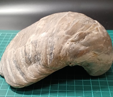 12602 牡蛎の化石　中新世中期　広島県　1166g　15cm×13cm×6cm　_画像7