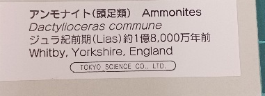 12416 アンモナイト　黄鉄鉱　62g　ジュラ紀前期　1億8千万年前　_画像5