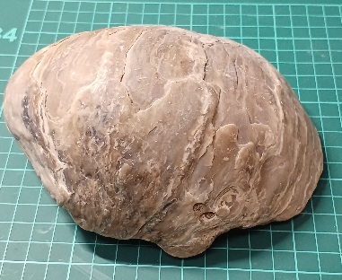 12602 牡蛎の化石　中新世中期　広島県　1166g　15cm×13cm×6cm　_画像5