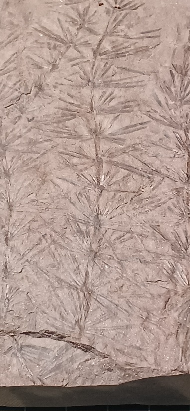 12409 シダ植物の一種　羊歯植物　石炭期後期　フランス　15cm×10.6cm×2.2cm　_画像6