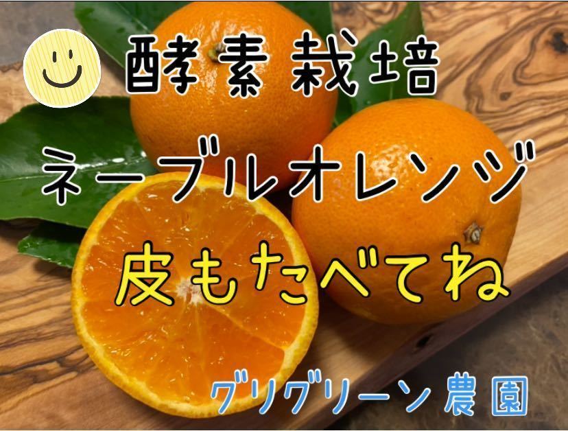 酵素栽培　ネーブル　広島県　瀬戸田　減農薬　皮も食べて　オランジェット　国産　オレンジピール　農園直送　オレンジ_画像1