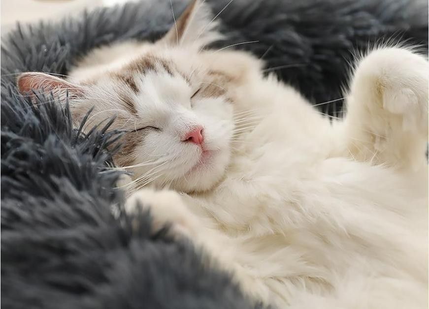 【675】ペットベッド 猫ベッド 犬ベッド 猫クッションベッド 丸型 洗える 新品 ブラウン