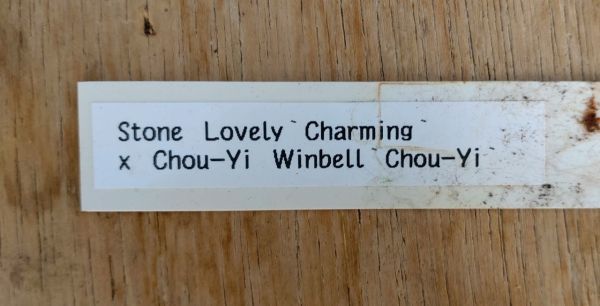 【北軽ガーデン】＊パフィオ＊Paph.Stone Lovely x Chou-Yi Winbell＊整形花＊白花＊ブラキの影響強い白花＊_画像2