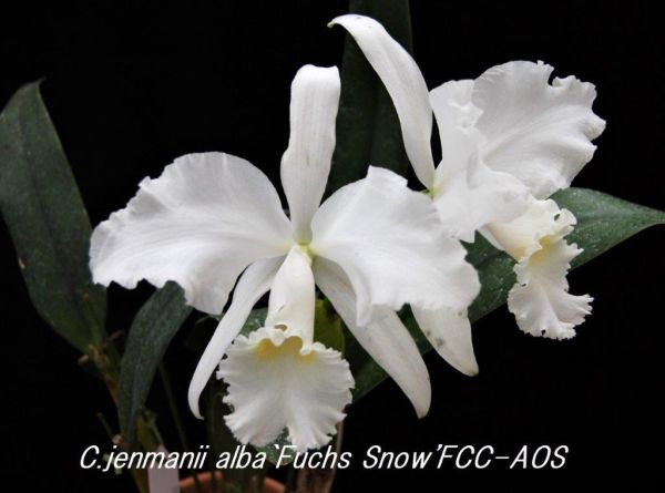 HIF洋蘭 49 C. jenmanii alba 'Fuchs Snow' FCC/AOS (MC)_画像1