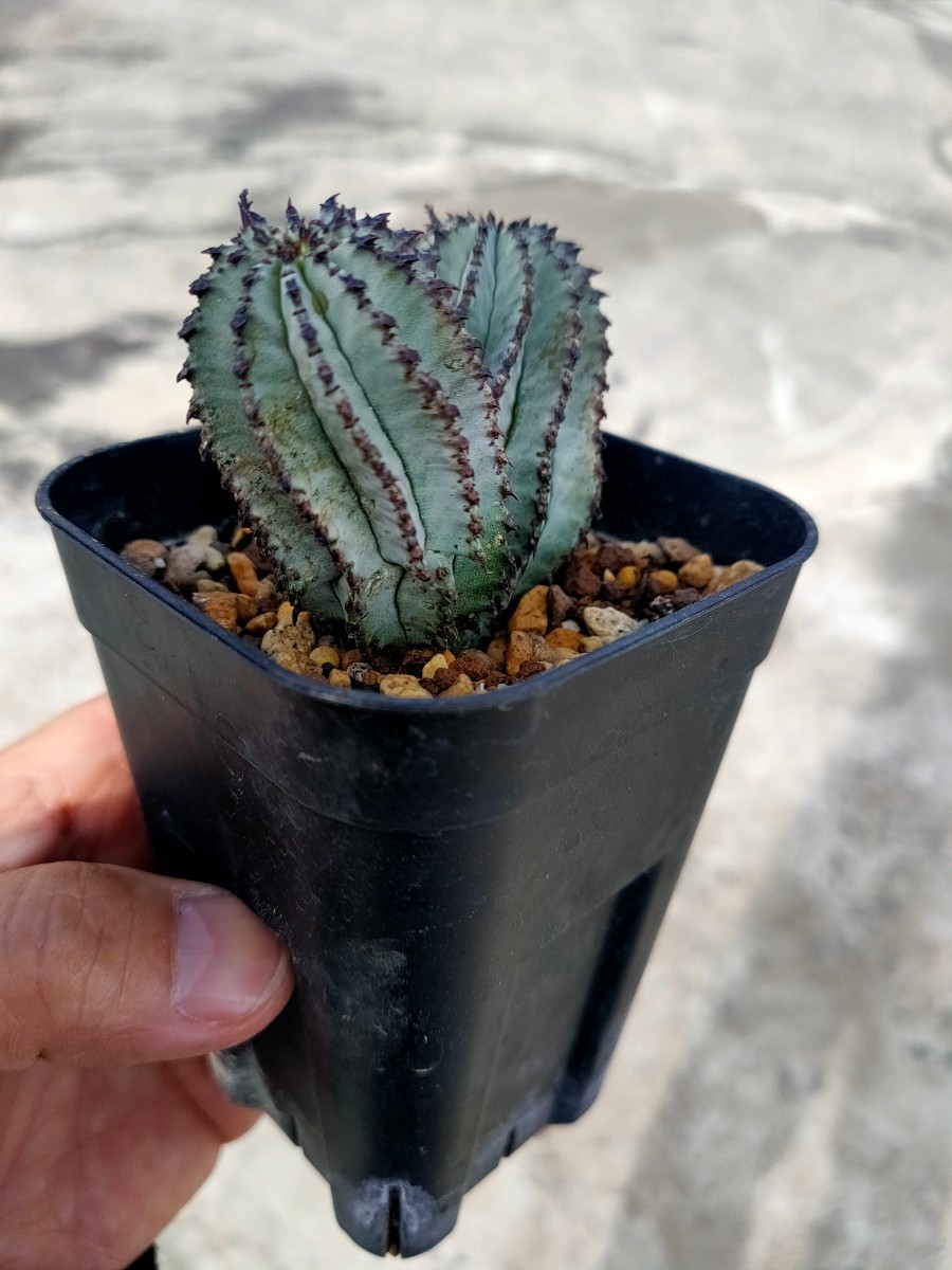 ②ド・白い ユーフォルビア ポリゴナ スノーフレーク 2頭分頭2人でひとつ〜♪ Euphorbia Polygona 'Snowflake' _画像2