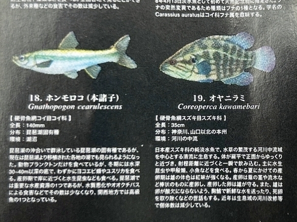 〓Yujin ユージン〓原色淡水魚図鑑II 改訂版 オヤニラミ @生物 フィギュア_画像5