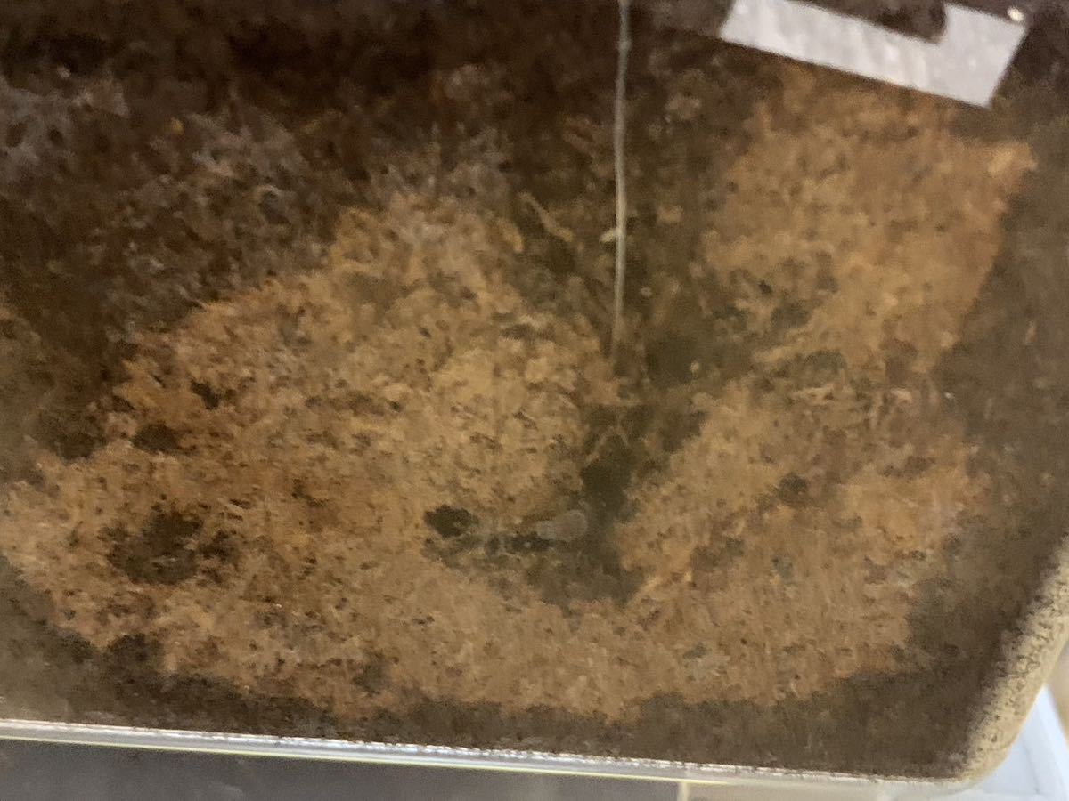 しいたけ廃菌床 カブトムシ クワガタ幼虫マット 50Lから60L_画像5