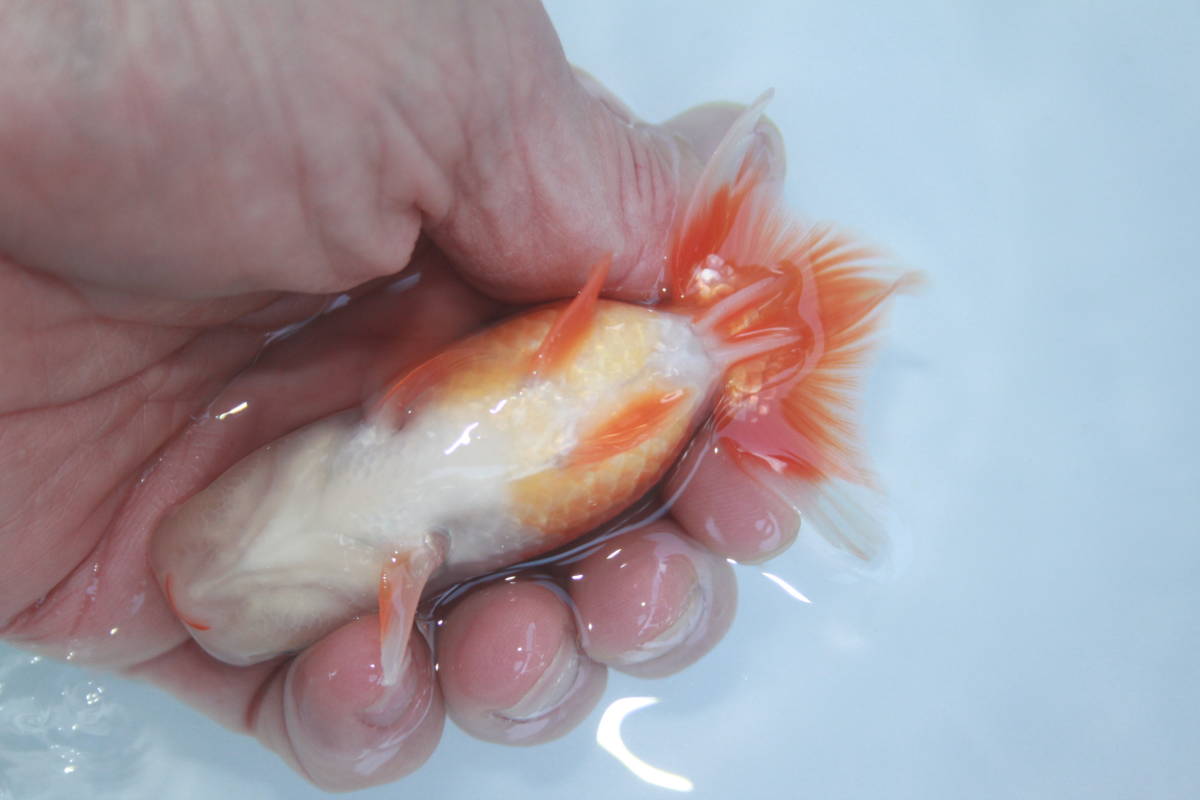 * special selection *. peace 5 year production beautiful .. pattern . tail tube. fat fn tongue. .. golgfish..9cm degree 