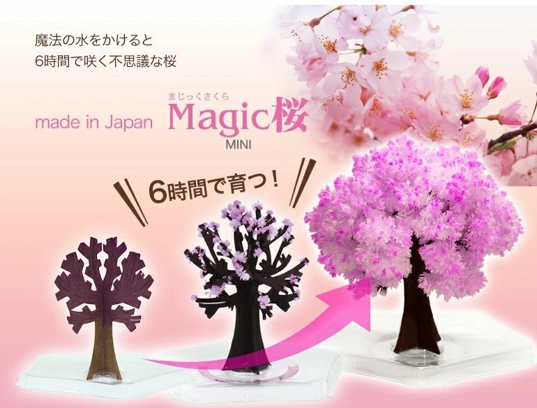 マジックツリー Magic桜ミニ マジックサクラ マジック桜 インドア花見_画像3