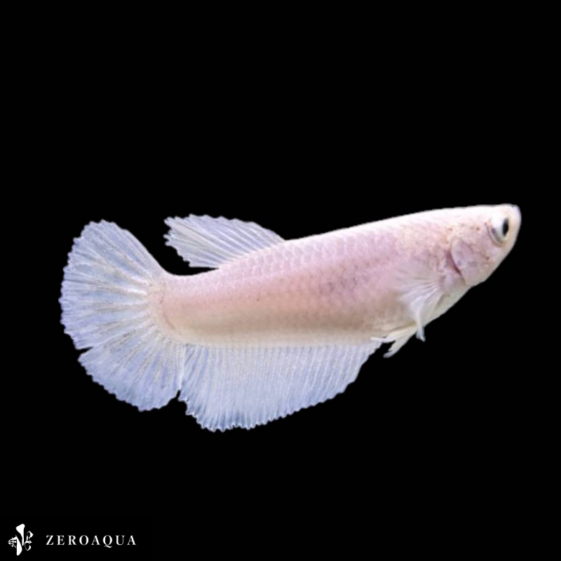 [ animation ] female betta (b8448) Thai production tropical fish pra cut white 