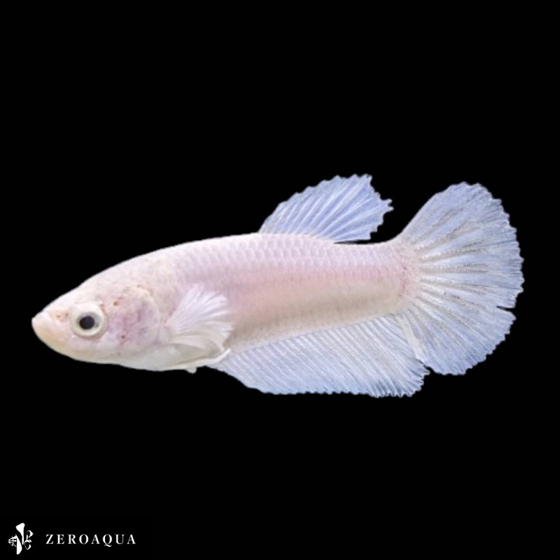 [ animation ] female betta (b8448) Thai production tropical fish pra cut white 