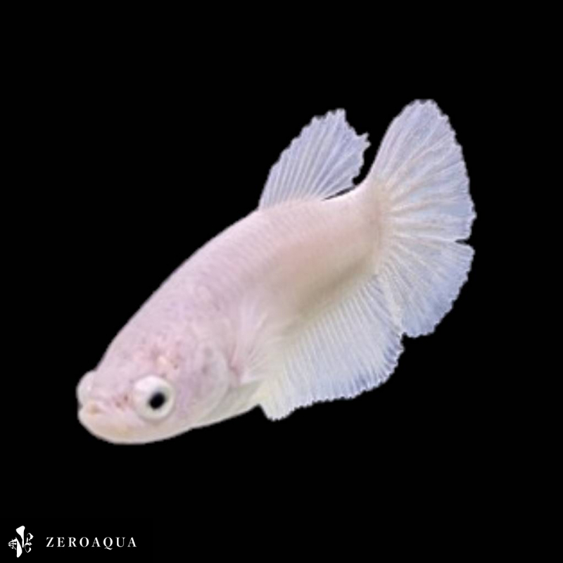 [ animation ] female betta (b8448) Thai production tropical fish pra cut white 