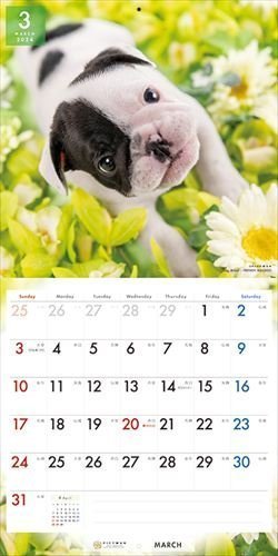 フレンチ・ブルドッグ PICTWAN (ピクトワン) カレンダー DOG 【L版】 2024年カレンダー24CL-50010L_画像7