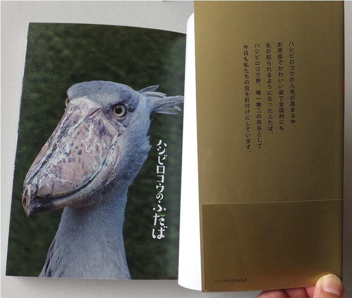 《送料185～》中古 USED★ハシビロコウのふたば 掛川花鳥園の仲間たちといっしょ 著/南幅俊輔★撮り下ろし写真集 7年目_画像4