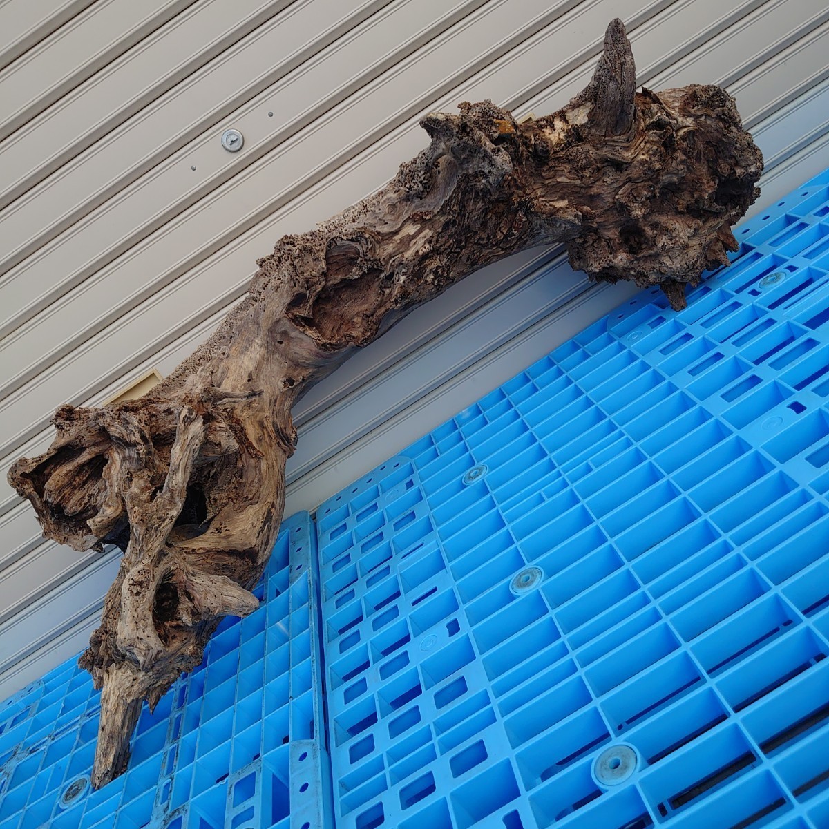 洗浄済み 大型流木☆高圧洗浄済み☆アク抜き作業済み 洗浄済み 大型流木☆高圧洗浄済み☆アク抜き作業済み