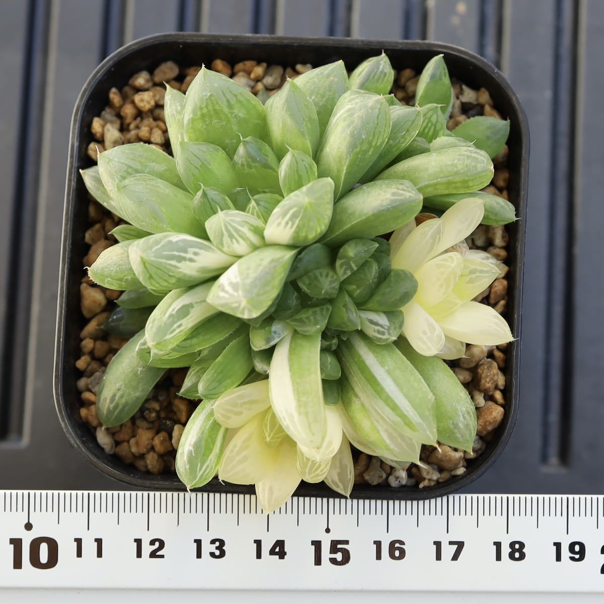 ハオルチア　オブツーサ錦　マリン　Haworthia Marin f.variegata 　子付き　斑入り　プレステラ90型鉢に植え_画像2