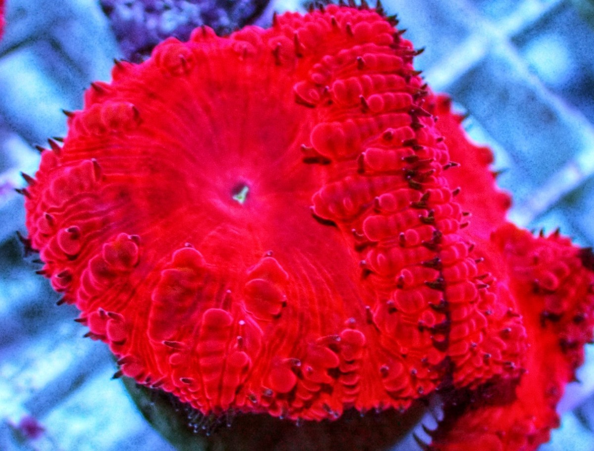 オオタバサンゴ2ポリプ『Super Red Large Polyp』☆かいぞくのサンゴ☆1／21発送不可_画像2