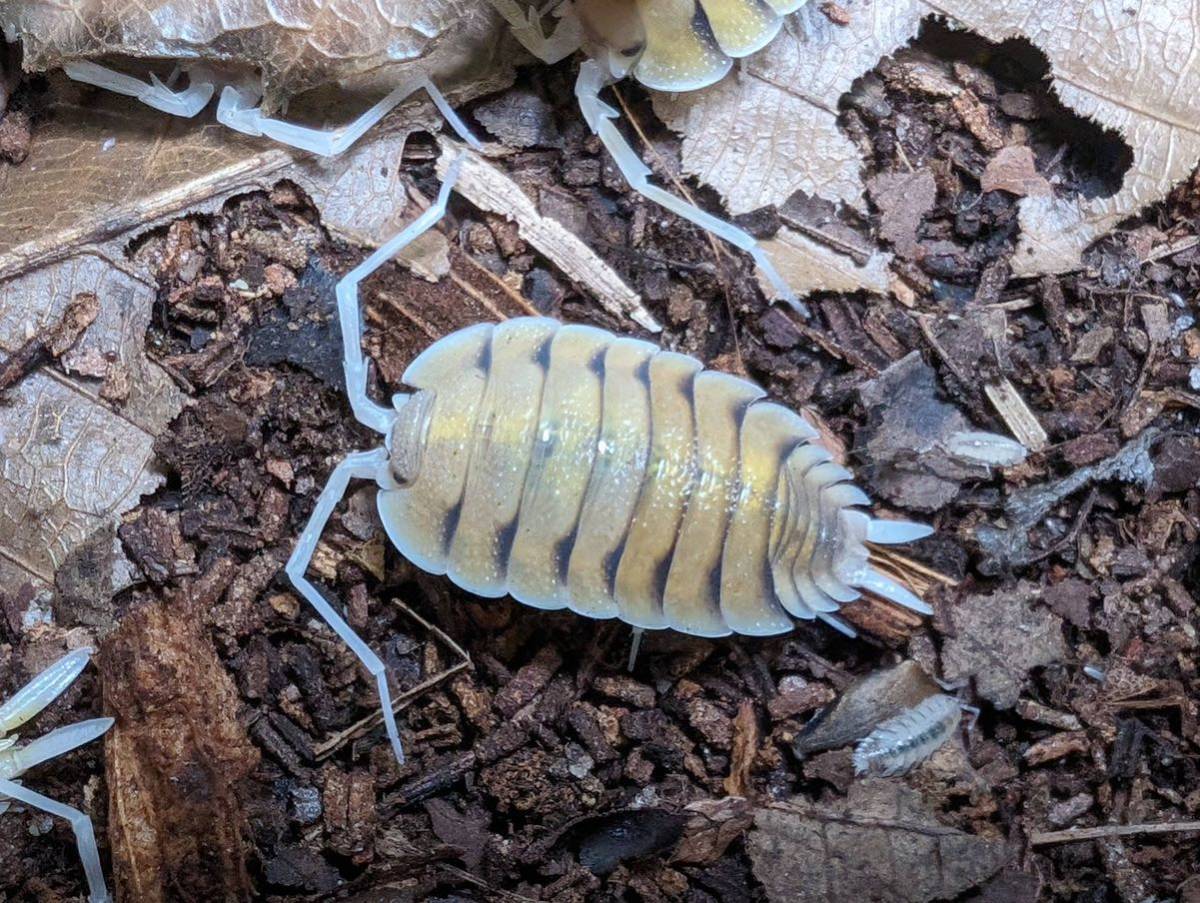 # анонимность рассылка #yuu Ray oo wa радиоконтроллер 15 шт Dan резина siporcellio bolivari CB