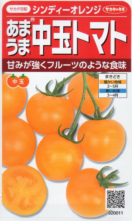 ●中玉トマト●　　【シンディーオレンジ】　サカタのタネ_画像1