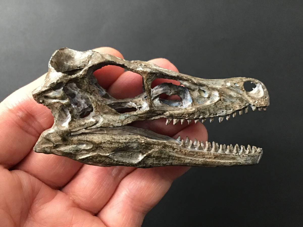 恐竜 頭骨 化石 ヴェロキラプトル レジン製 [VR100] ラプトル 歯 牙 恐竜の骨 恐竜の化石 希少の画像2